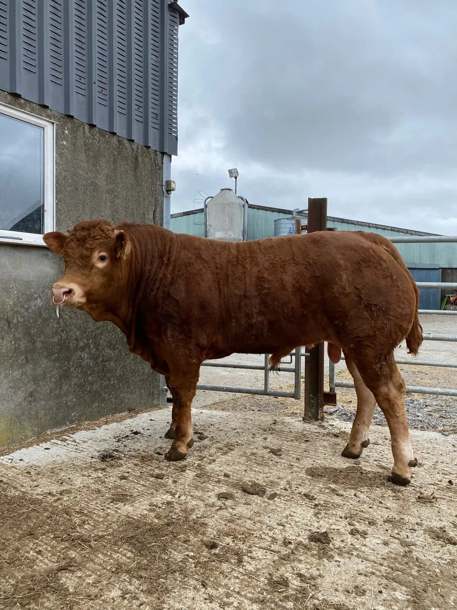 Bulls for sale Ballina Mart 13th May - Image 2