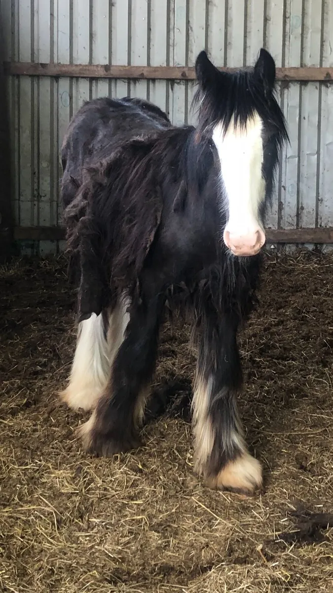 Hairy yearling colt - Image 1