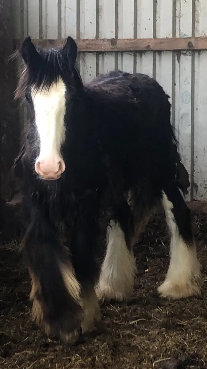 Hairy yearling colt - Image 2