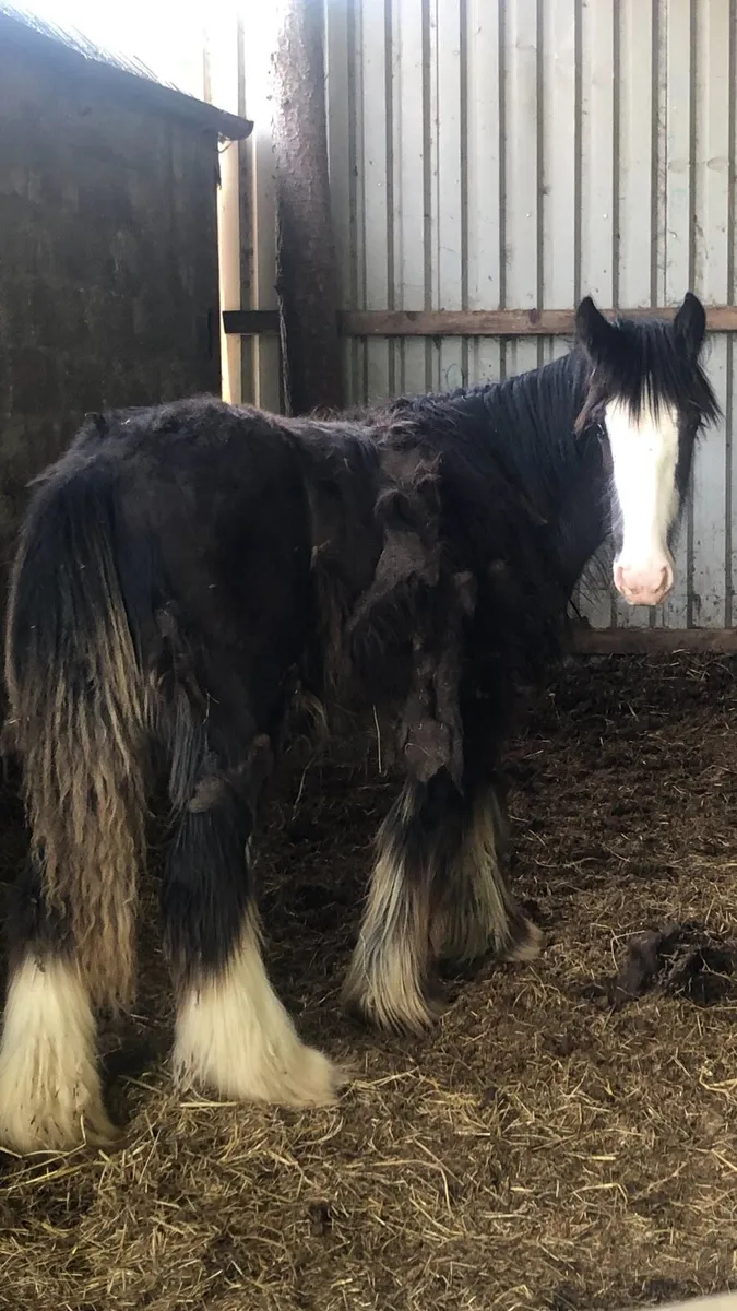 Hairy yearling colt - Image 3
