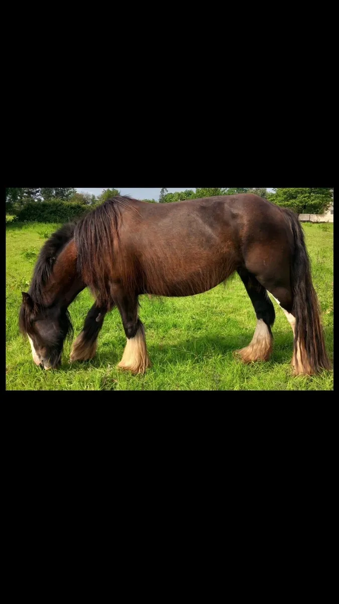 Hairy yearling colt - Image 4