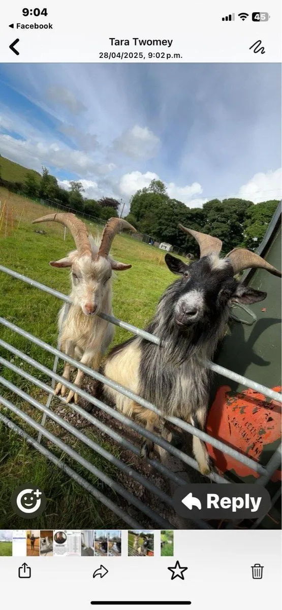 Pygmy goats - Image 1