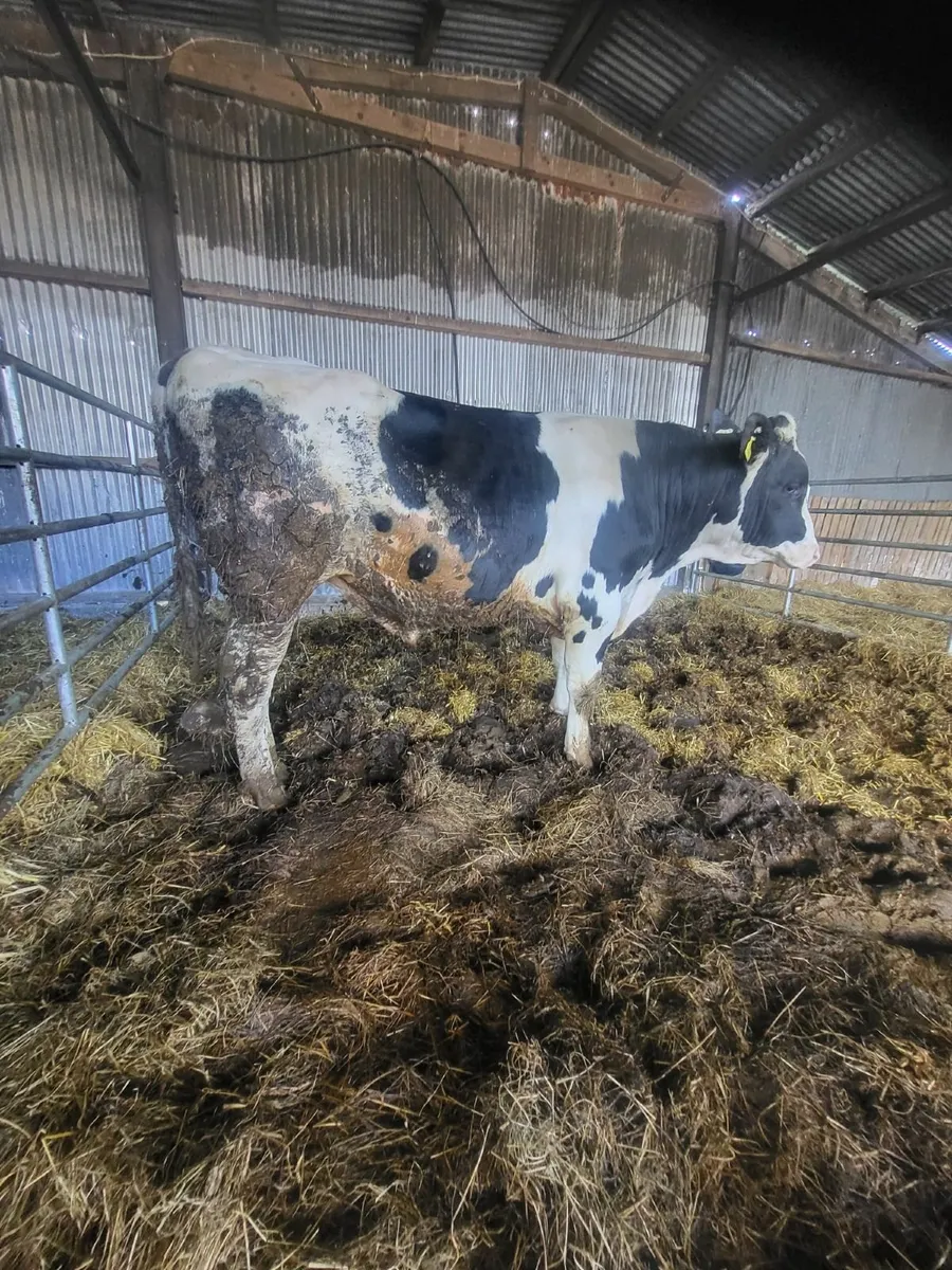Hol/Fr Bull - Image 1