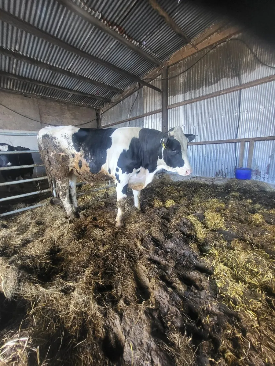Hol/Fr Bull - Image 4