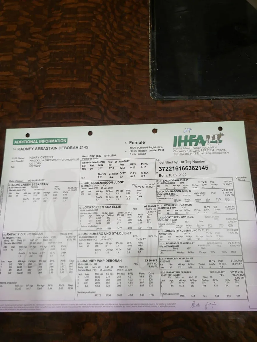 Hol/Fr Bull - Image 2