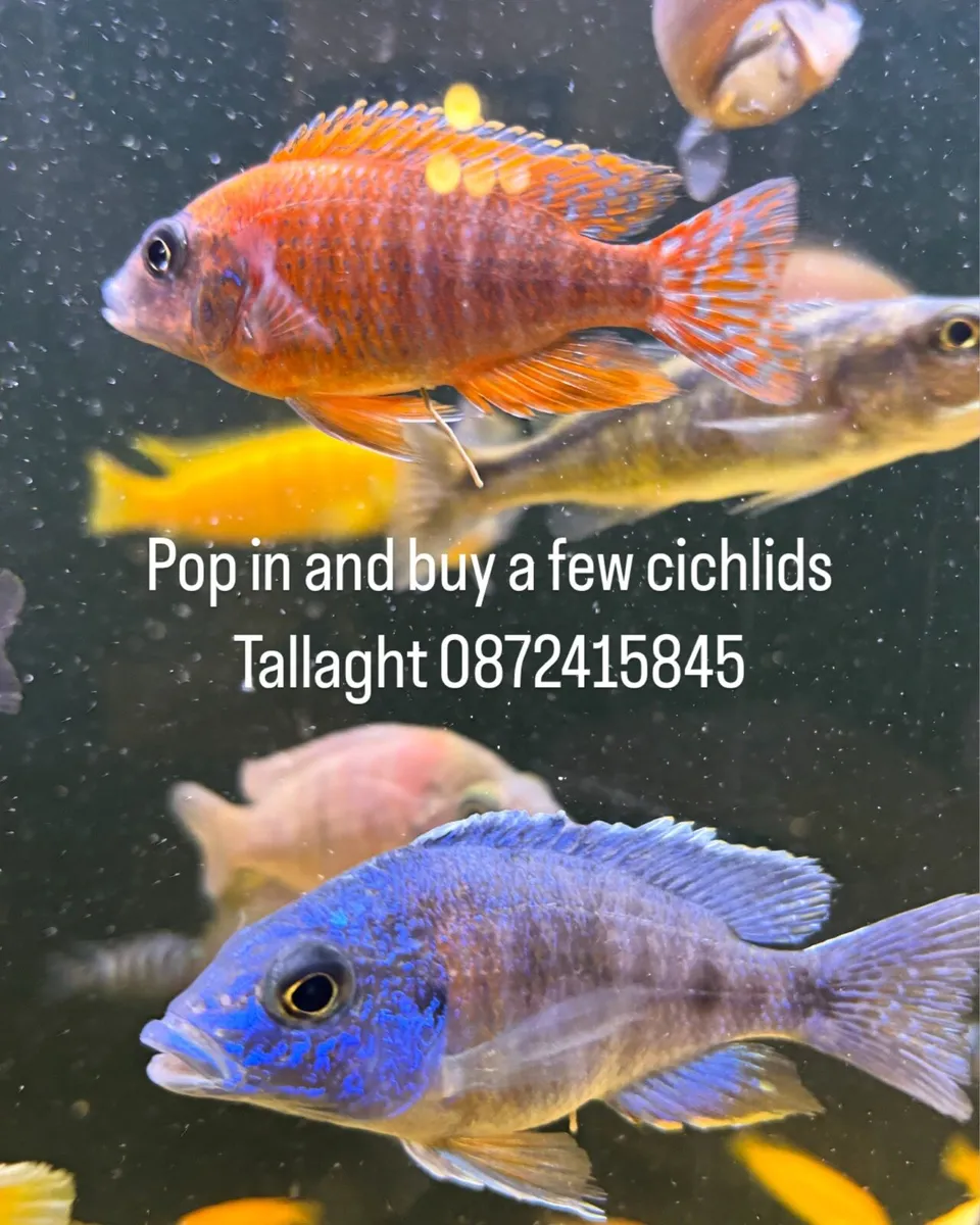 Cichlids - Image 1
