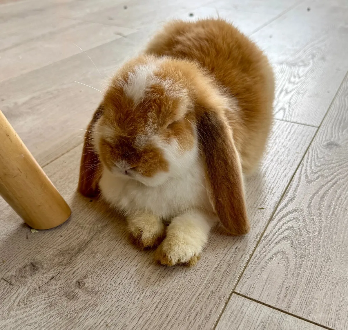 🐰 1 Baby  Girl  Pedigree French Lop Rabbit - Image 1