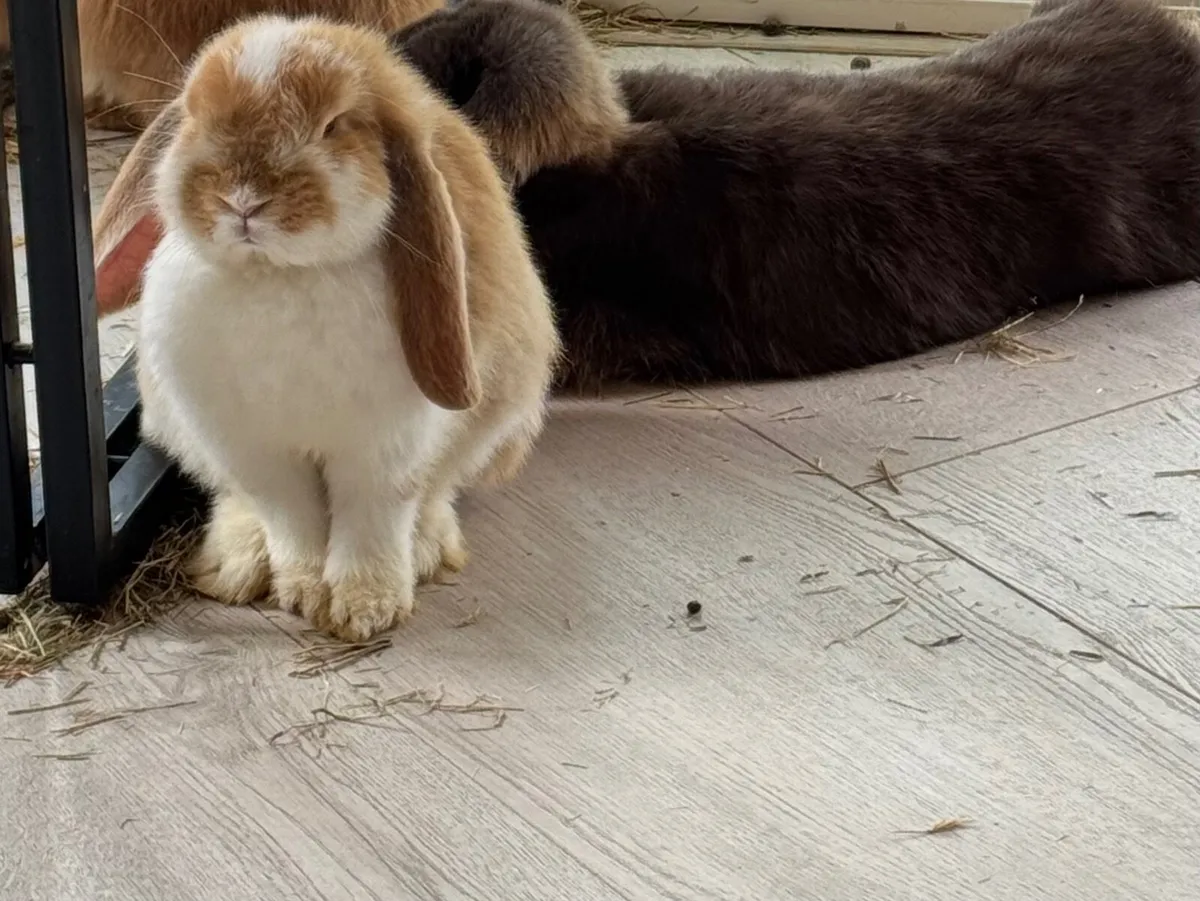 🐰 1 Baby Girl Pedigree French Lop Rabbit - Image 3