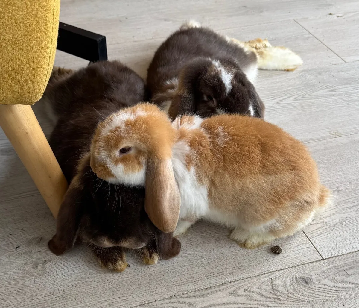 🐰 1 Baby Boy & Girl 🐰 Pedigree French Lop Rabbit - Image 1