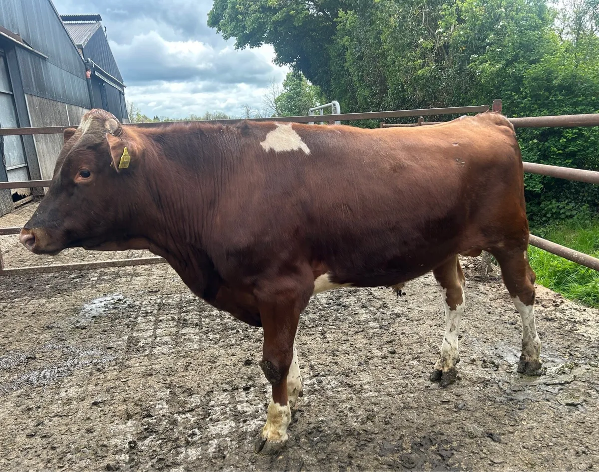 Pedigree Registered Red Friesian Bull - Image 1