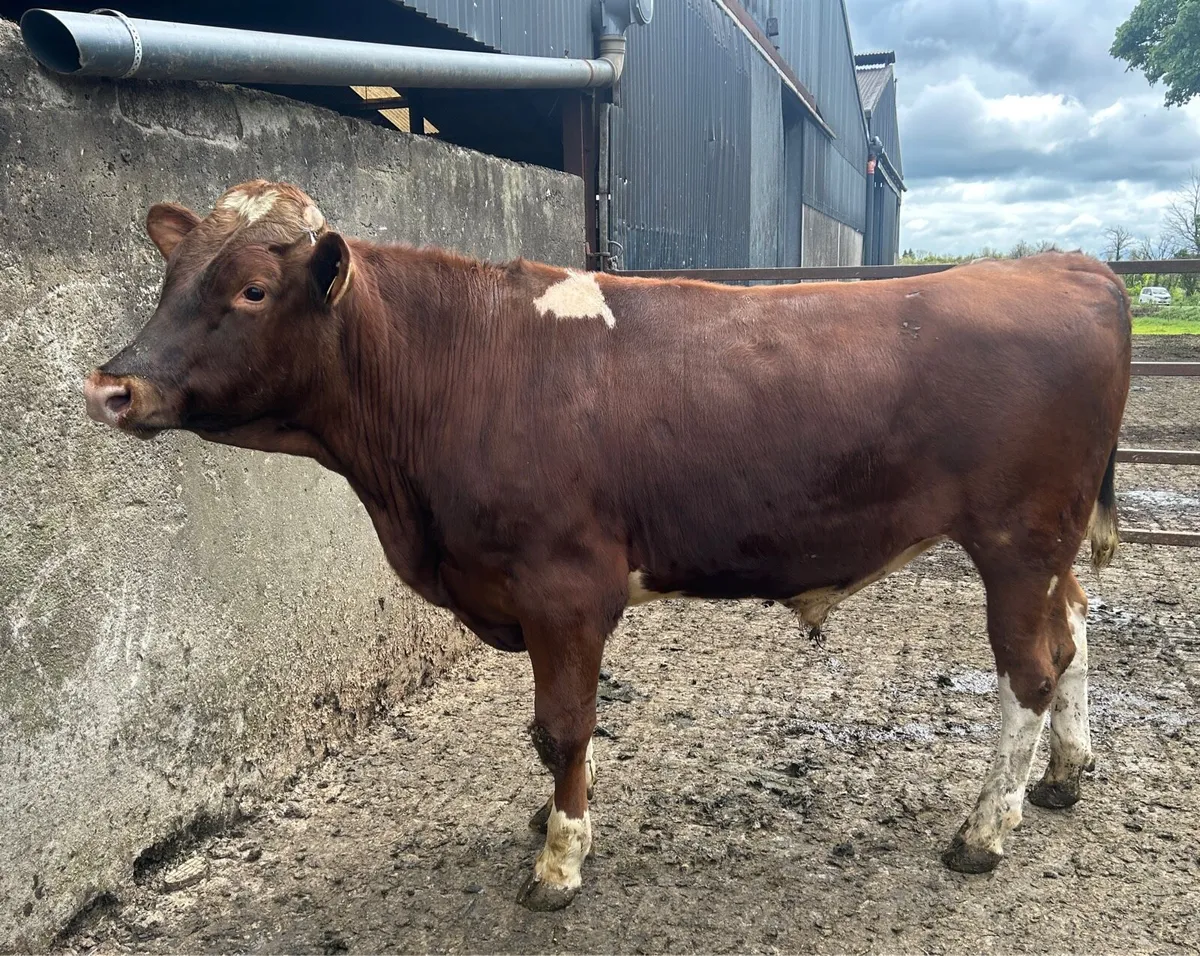 Pedigree Registered Red Friesian Bull - Image 2