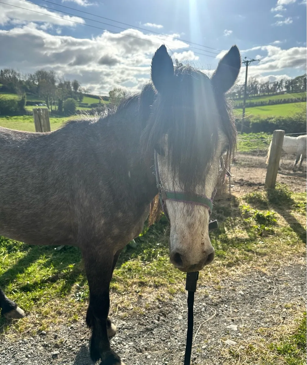 3 year old Connemara - Image 4