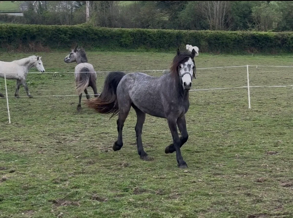 3 year old Connemara - Image 3