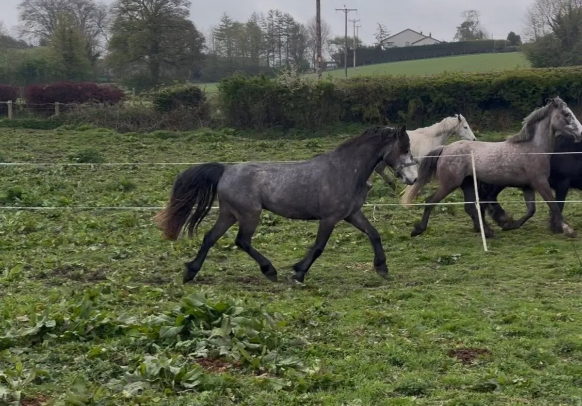 3 year old Connemara - Image 4