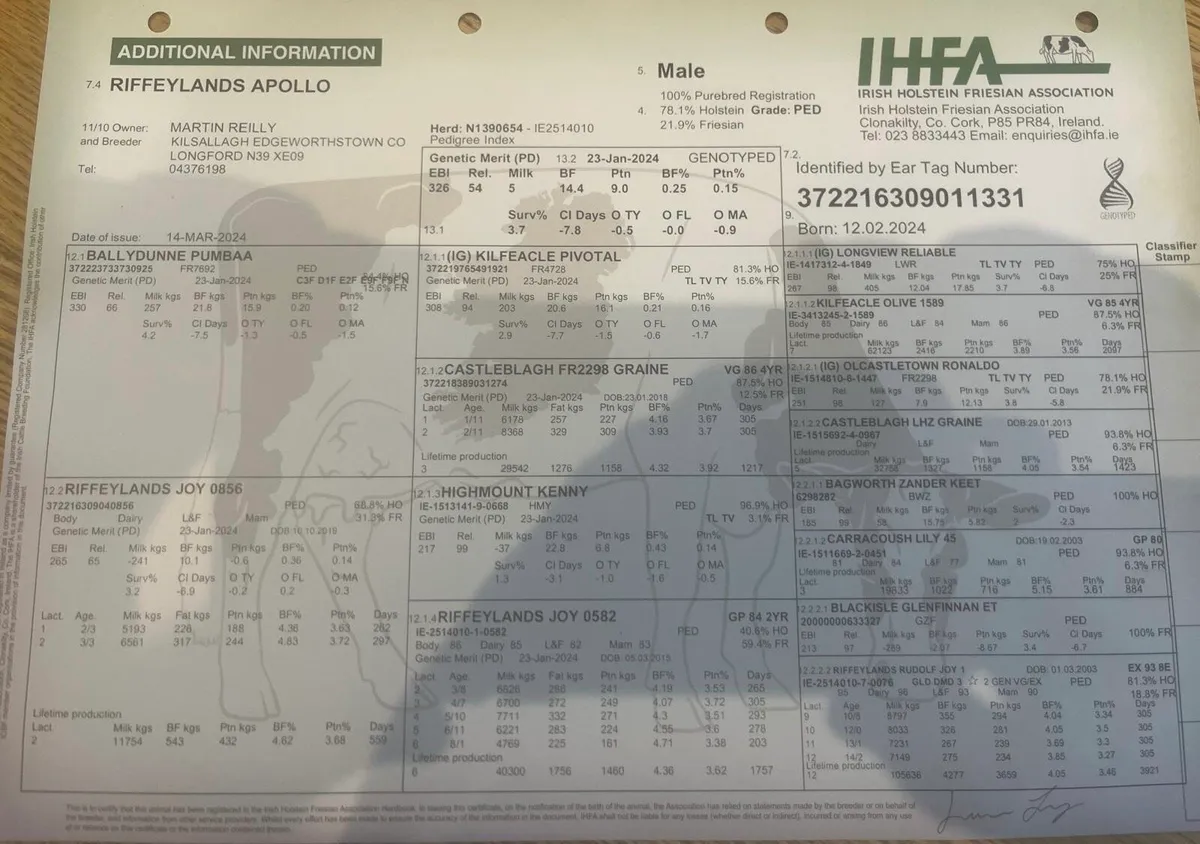 Pedigree Registered Red Friesian Bull - Image 3