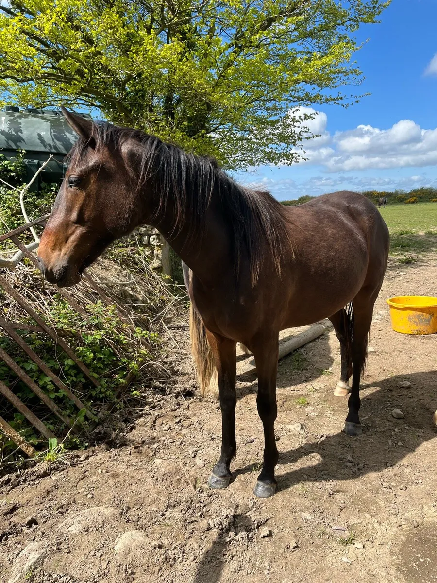 Lovely 2 year old filly - Image 1