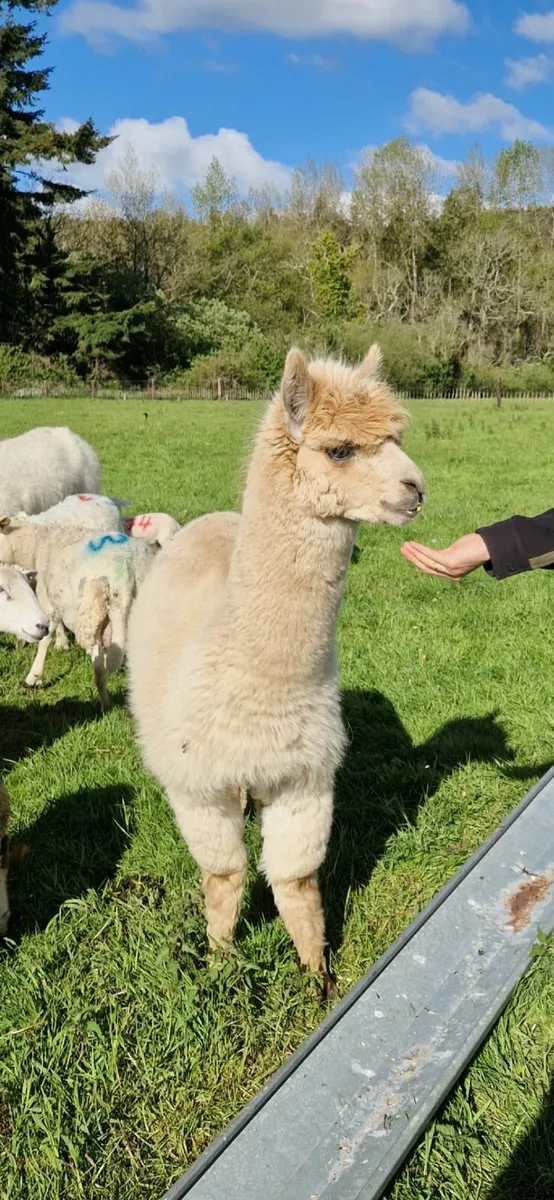 Alpacas - Image 2