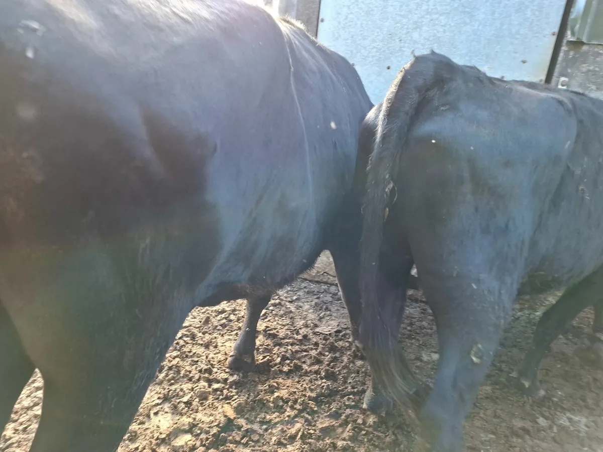 Angus Bull - Image 2