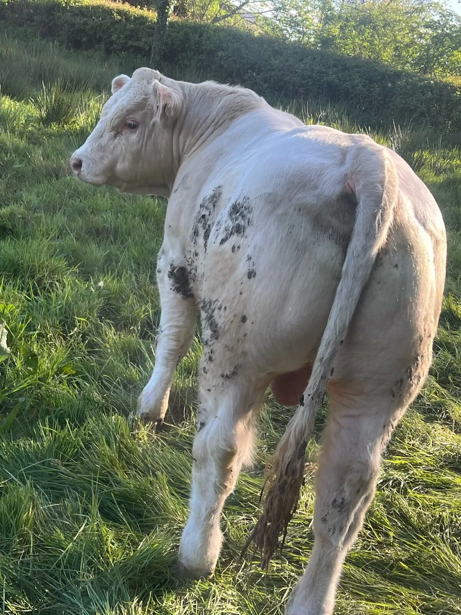 Pedigree Charolais Bulls - Image 2