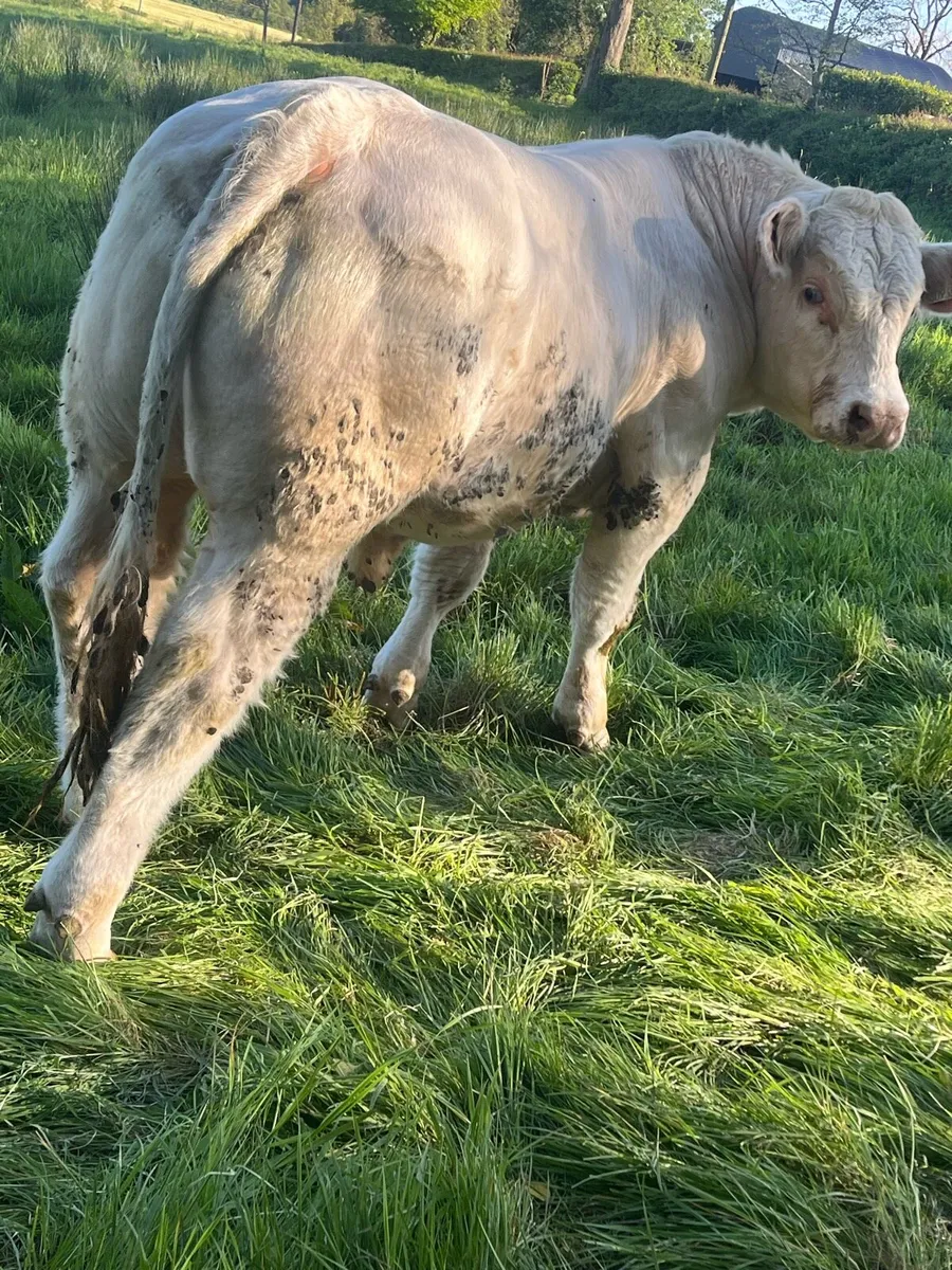 Pedigree Charolais Bulls - Image 3