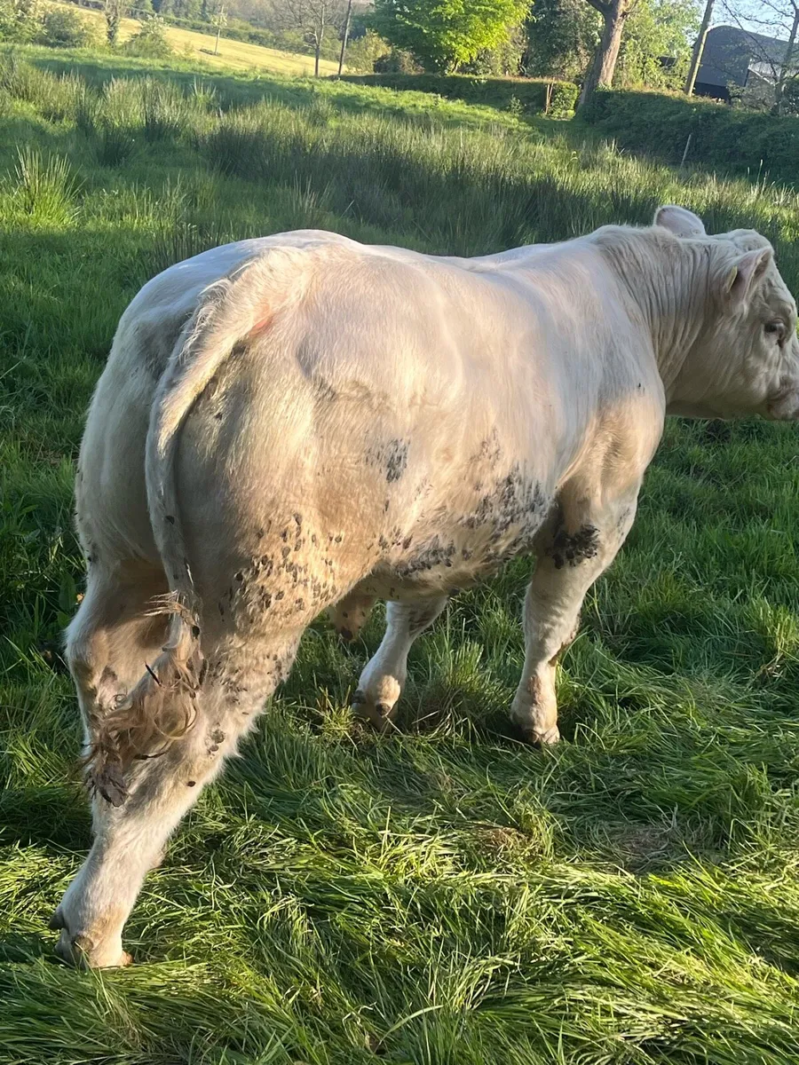 Pedigree Charolais Bulls - Image 4