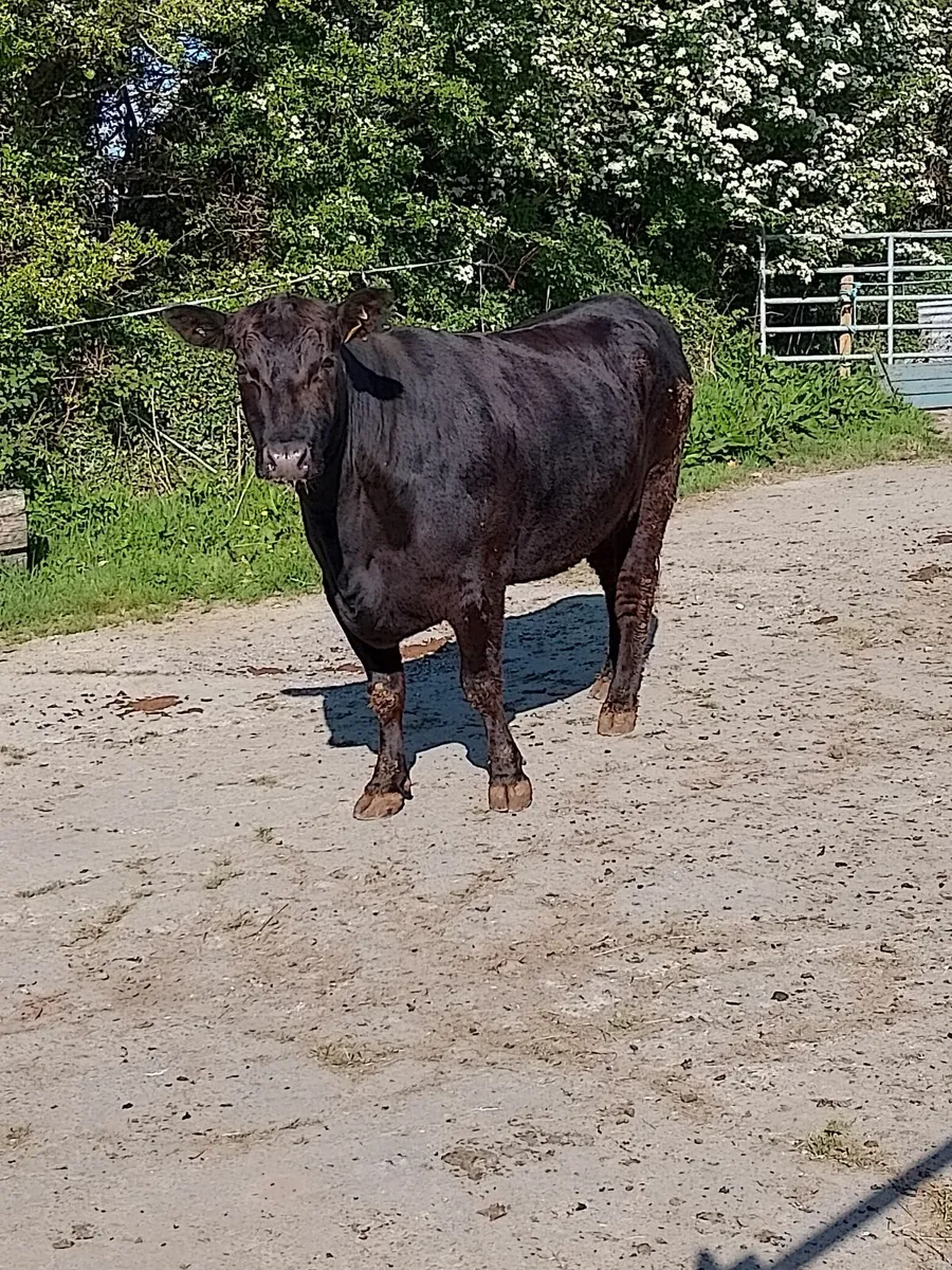 Pedigree  reg  Angus Heifer - Image 1