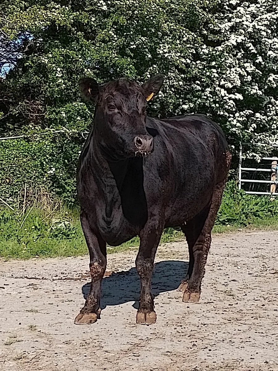 Pedigree  reg  Angus Heifer - Image 3