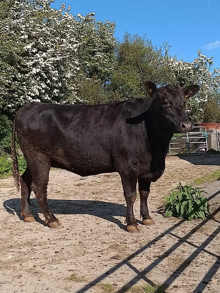 Pedigree  reg  Angus Heifer - Image 2
