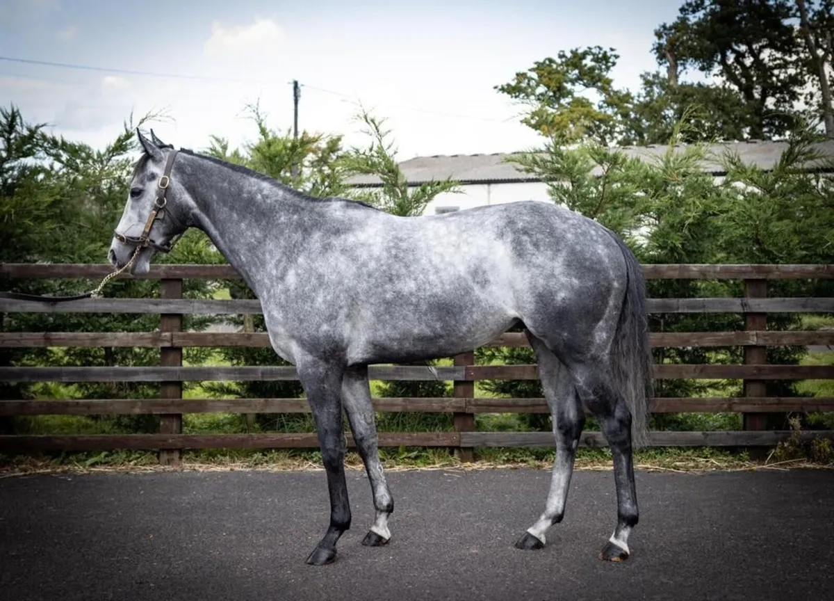 Tip Two Win (GB) Stallion At stud for 2025 season - Image 1