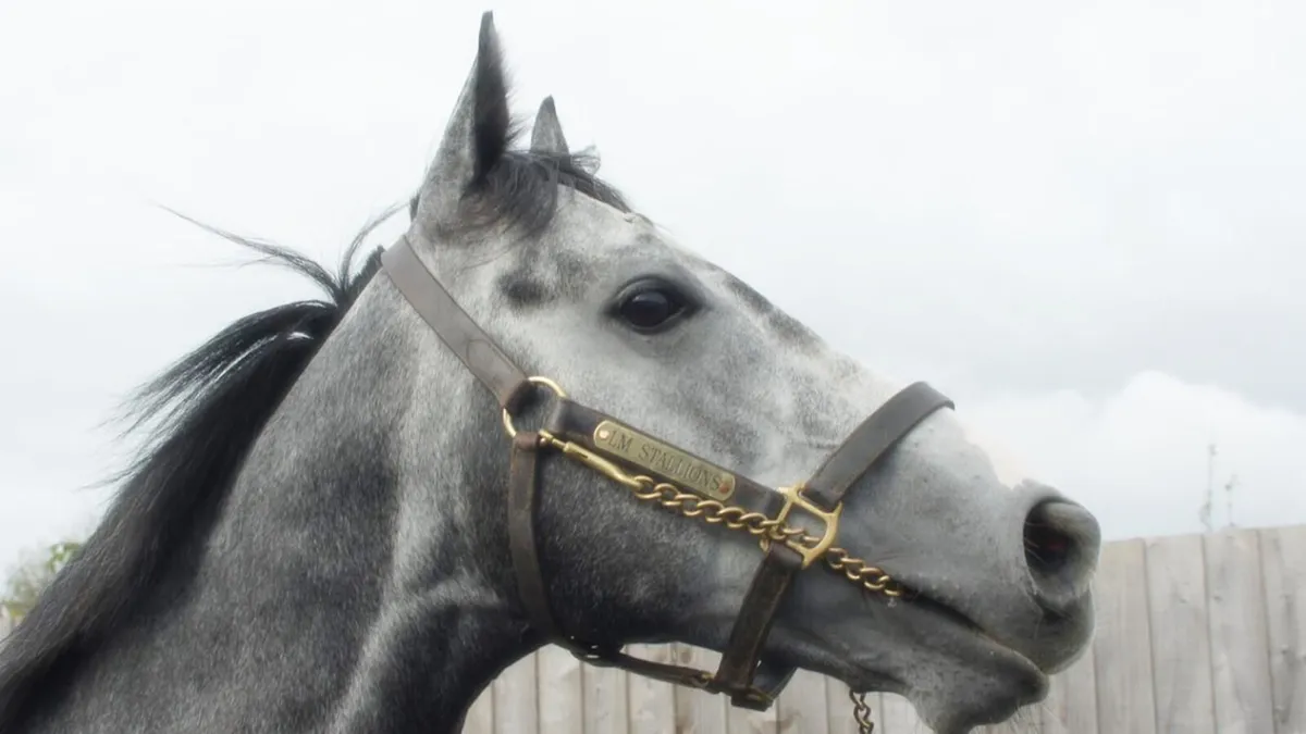 Tip Two Win (GB) Stallion At stud for 2025 season - Image 2