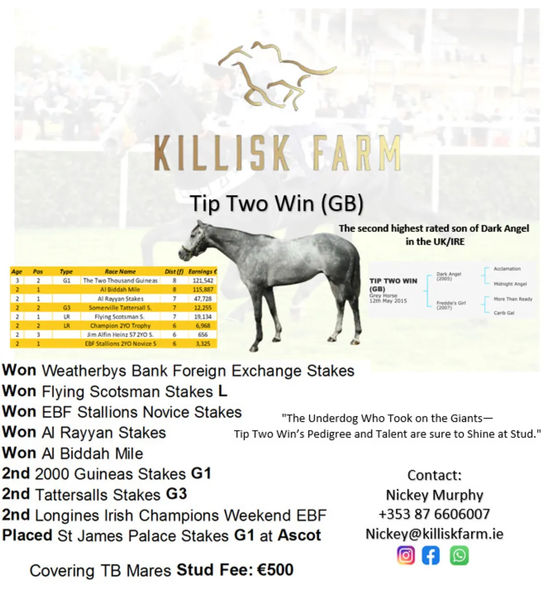 Tip Two Win (GB) Stallion At stud for 2025 season - Image 3