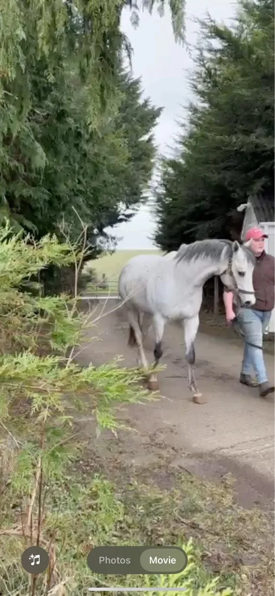 Tip Two Win (GB) Stallion At stud for 2025 season - Image 4