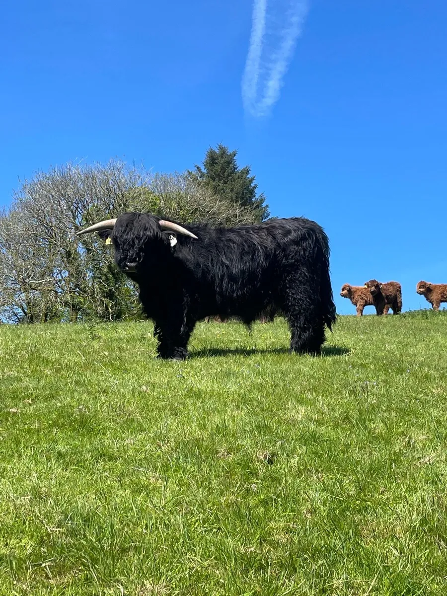 Organic Highland Bull - Image 1