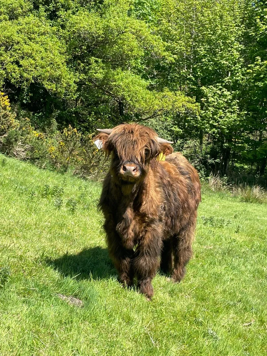 Organic Highland Bull - Image 2