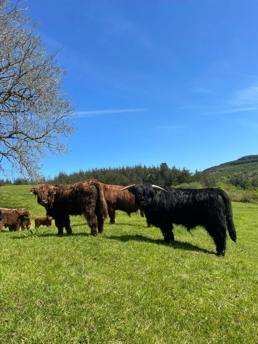Organic Highland Bull - Image 3