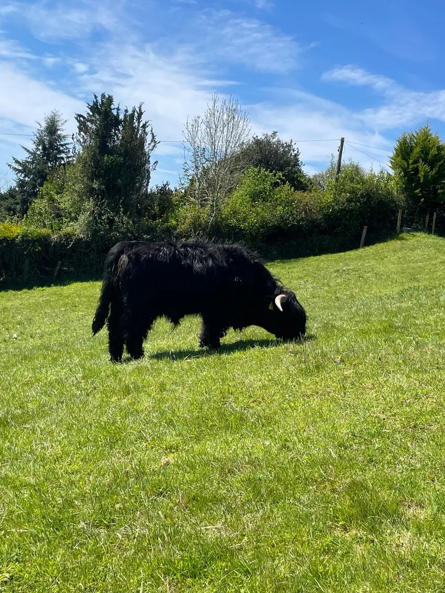 Organic Highland Bull - Image 4