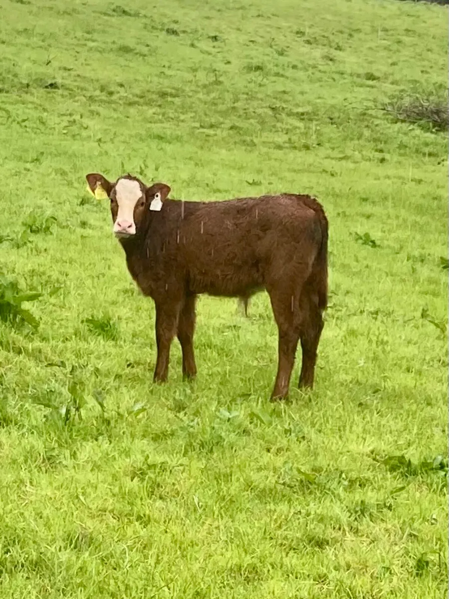 Heifer and calf - Image 2