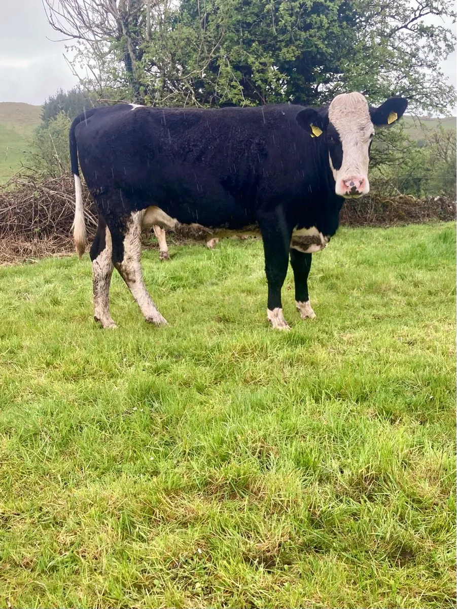 Heifer and calf - Image 3