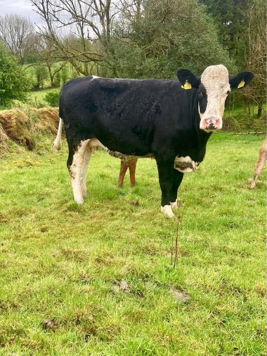 Heifer and calf - Image 4