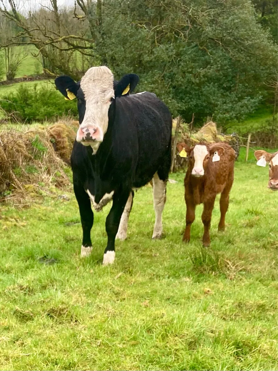 Heifer and calf - Image 1