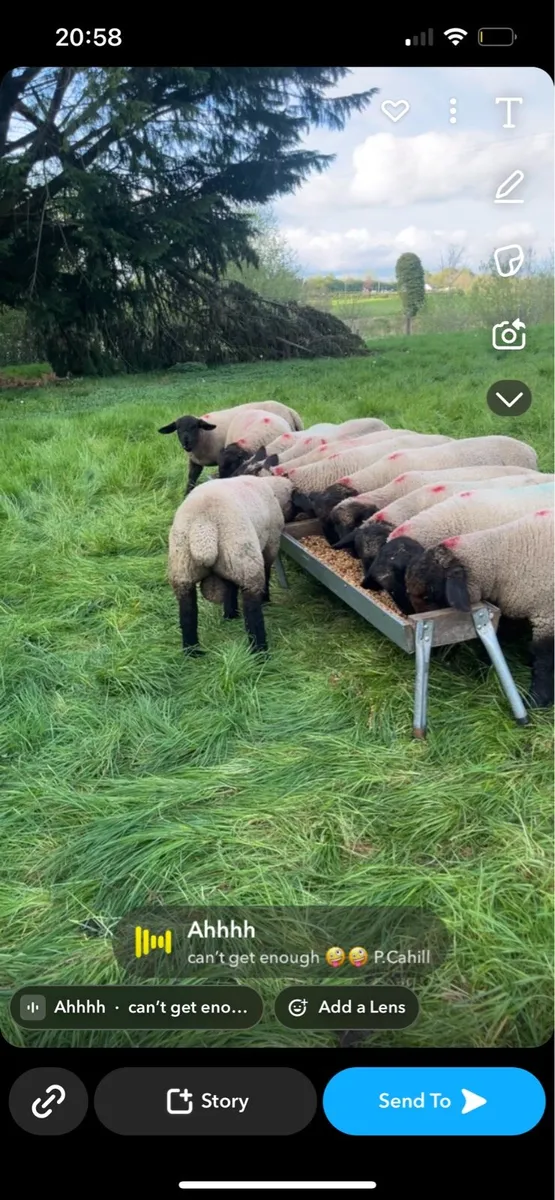 Pb Suffolk ram lambs - Image 2