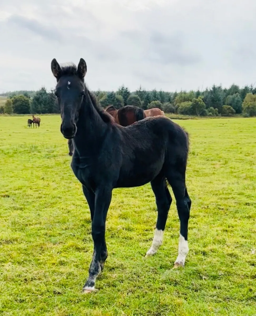 Proven SJ Broodmare + foal at foot - Image 2