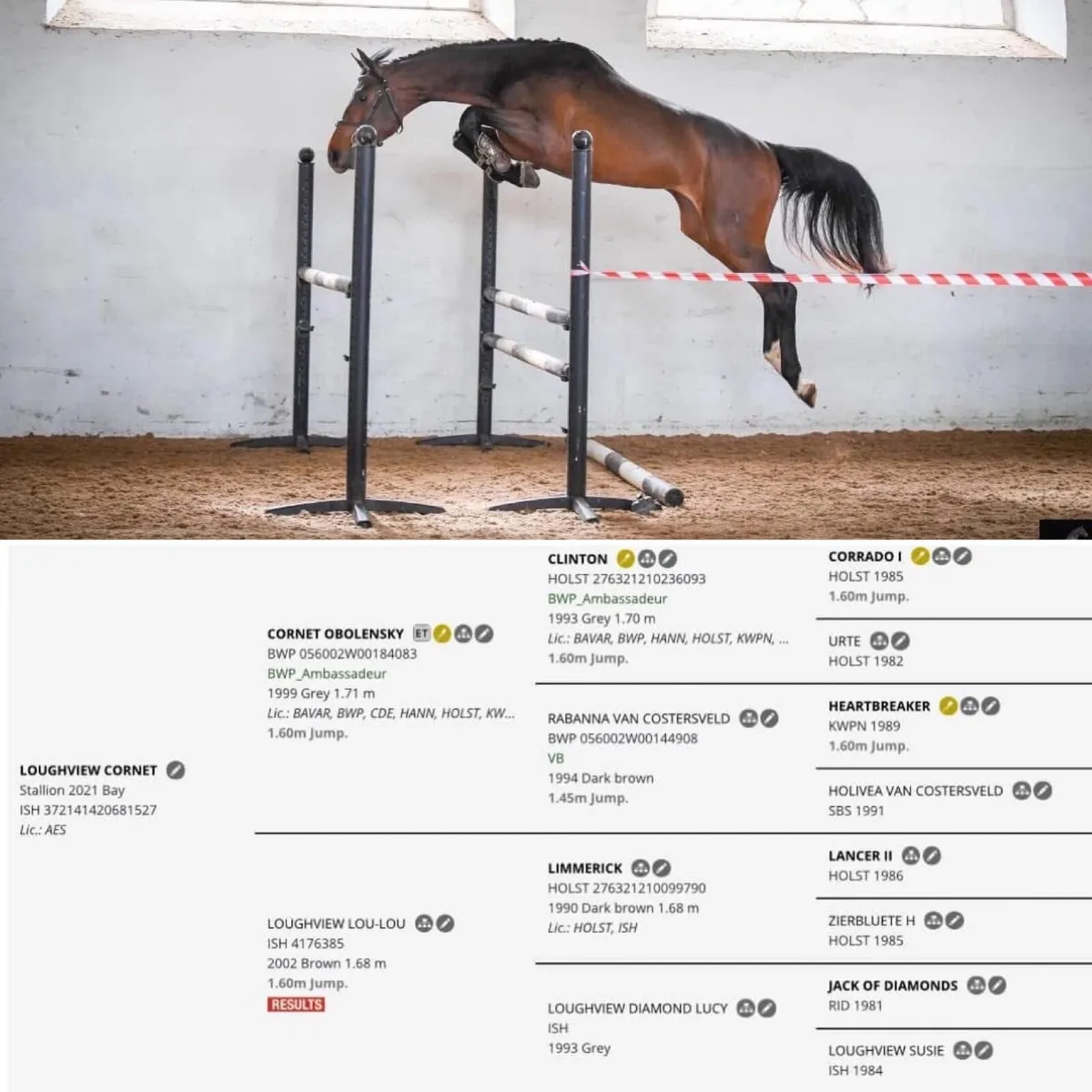 Proven SJ Broodmare + foal at foot - Image 3