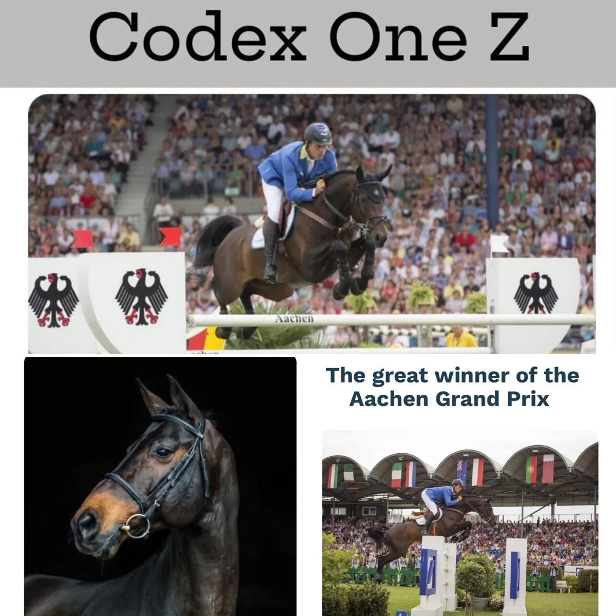 Proven SJ Broodmare + foal at foot - Image 4