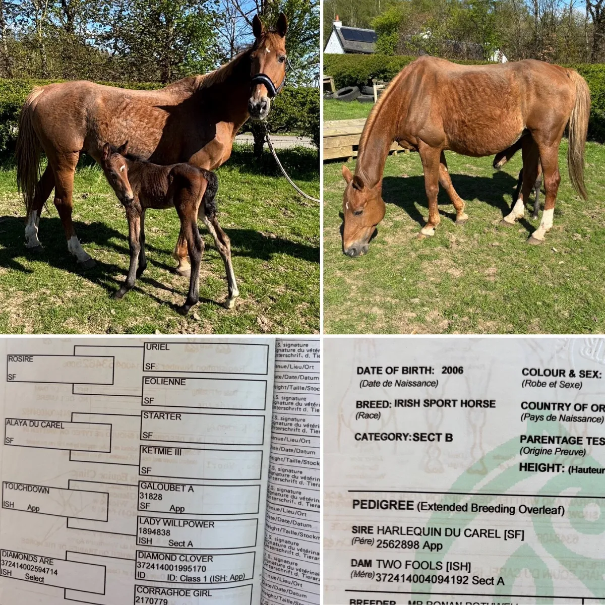 Proven SJ Broodmare + foal at foot - Image 1