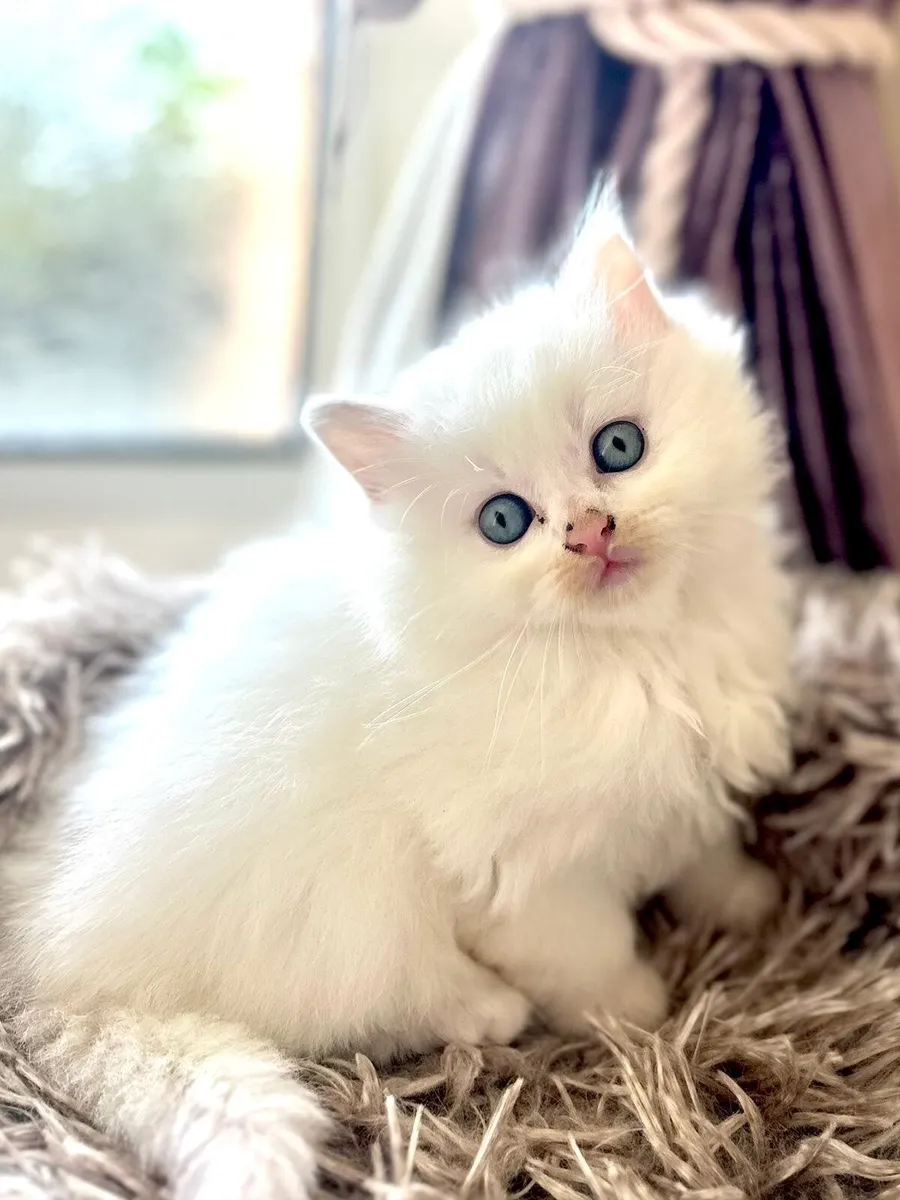 Beautiful blue eyed kittens - Image 1