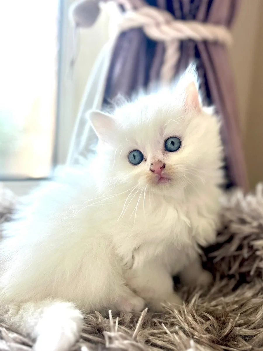 Beautiful blue eyed kittens - Image 2