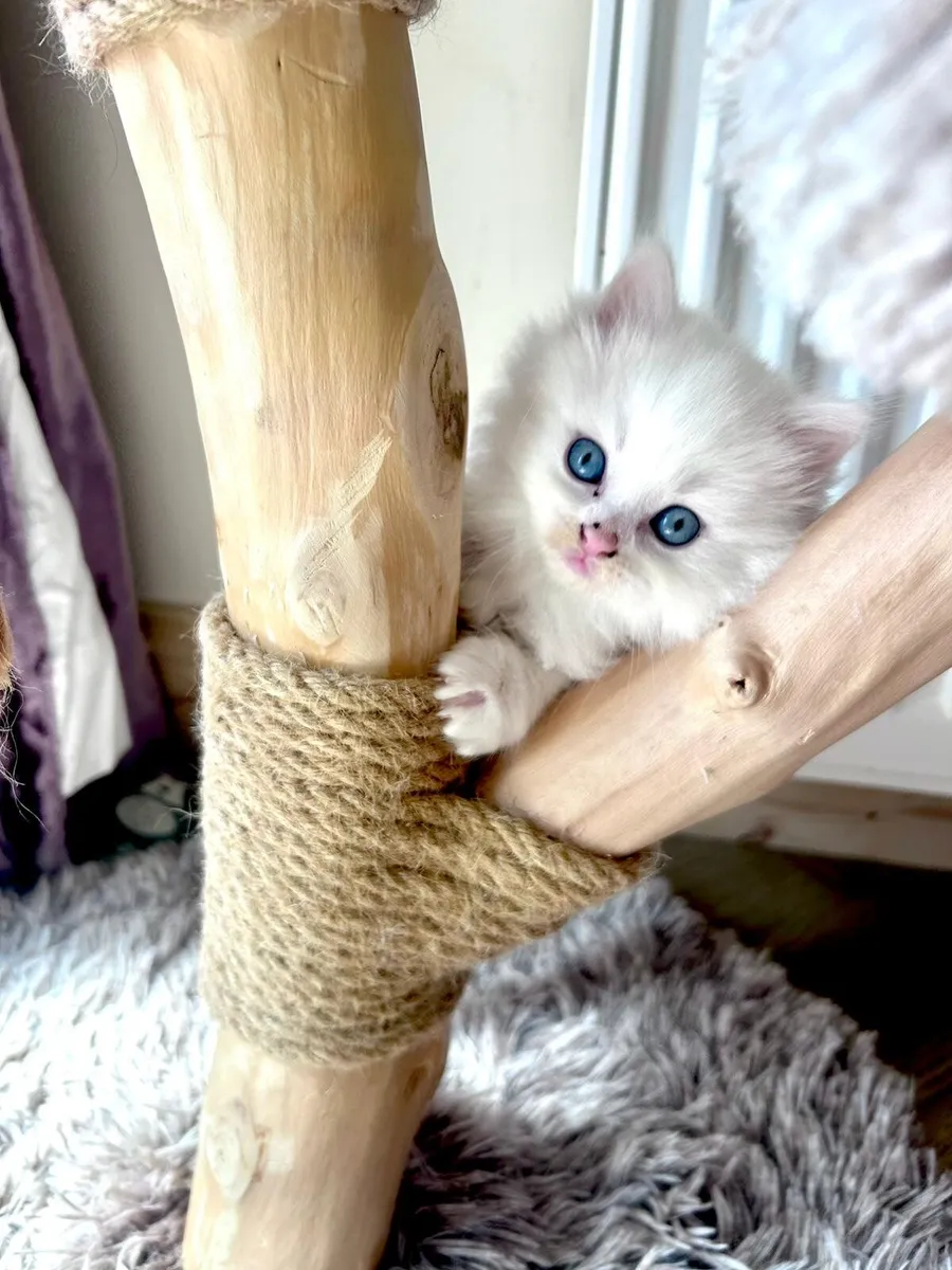 Beautiful blue eyed kittens - Image 3