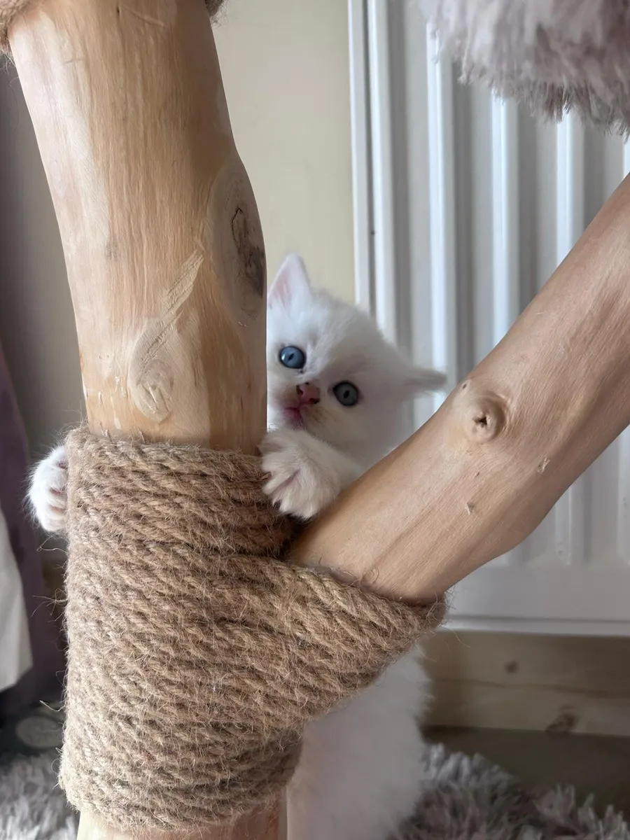 Beautiful blue eyed kittens - Image 4