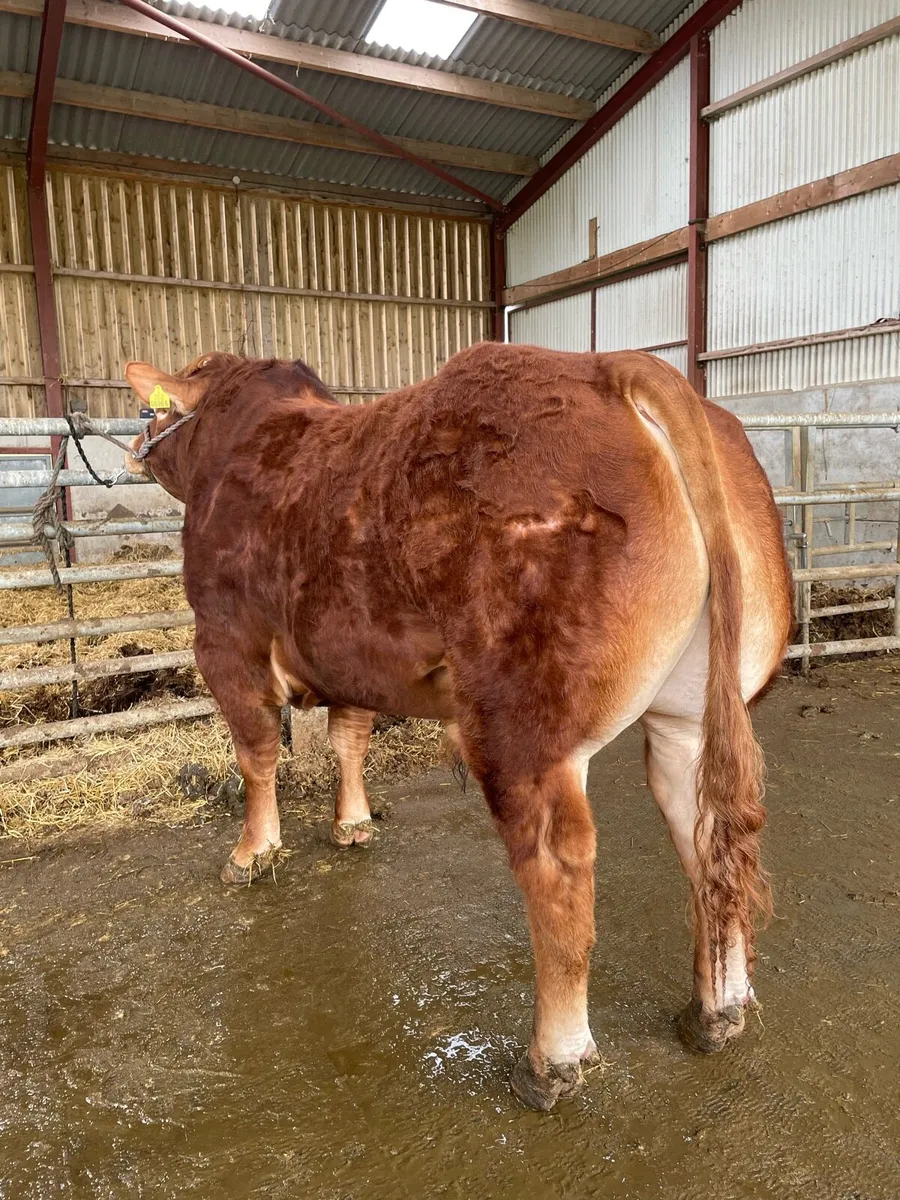 Pedigree limousin bulls and heifers - Image 1